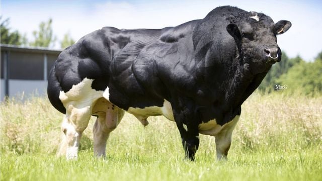 Belgian Blue