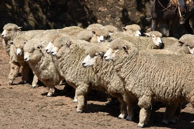 Um rebanho de ovelhas de lã espessa está reunido em um espaço de terra batida, próximo a um muro de pedras. Os animais aparecem alinhados e de perfil, com a pelagem volumosa e clara, característica de raças voltadas para a produção de lã. Ao fundo, parcialmente visível, há um cavalo com sela, sugerindo a presença de um tratador ou peão que conduz o rebanho.