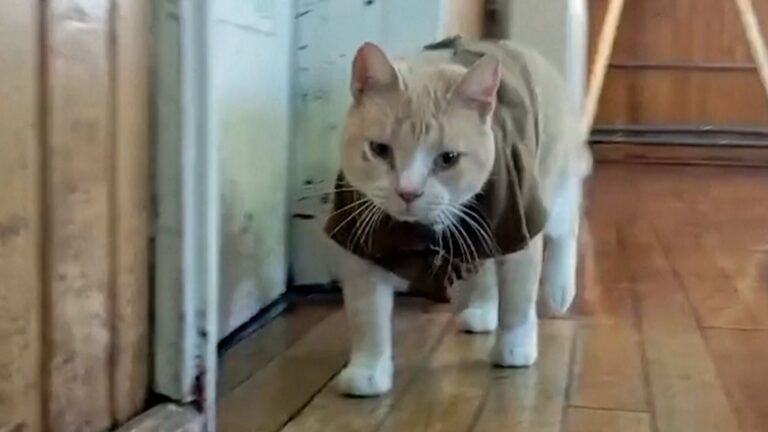 Gato Naruto