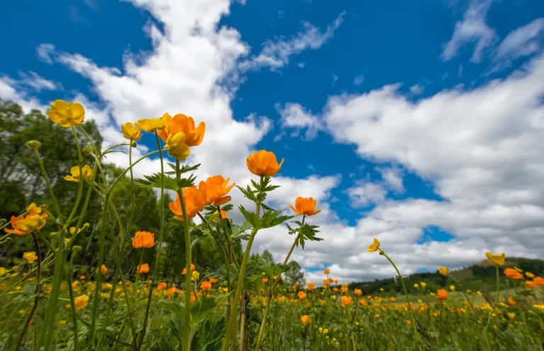 Primavera