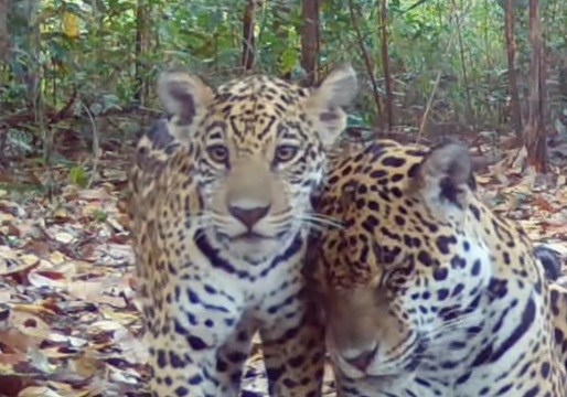 Sesc Pantanal