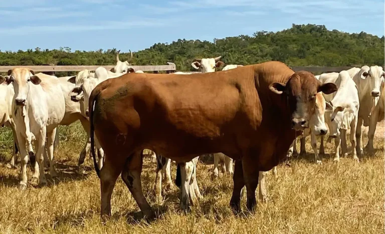 Touro genotipado