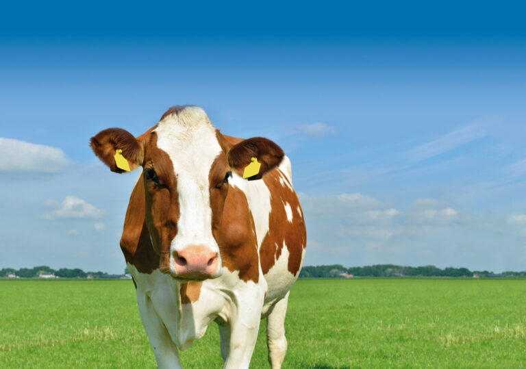 Vacas