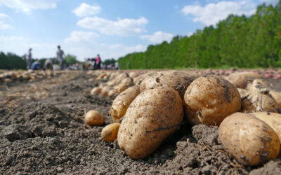 Batata
