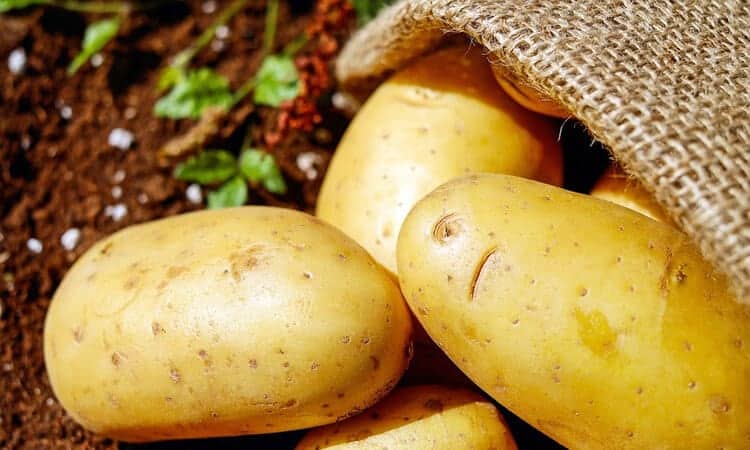 Batata