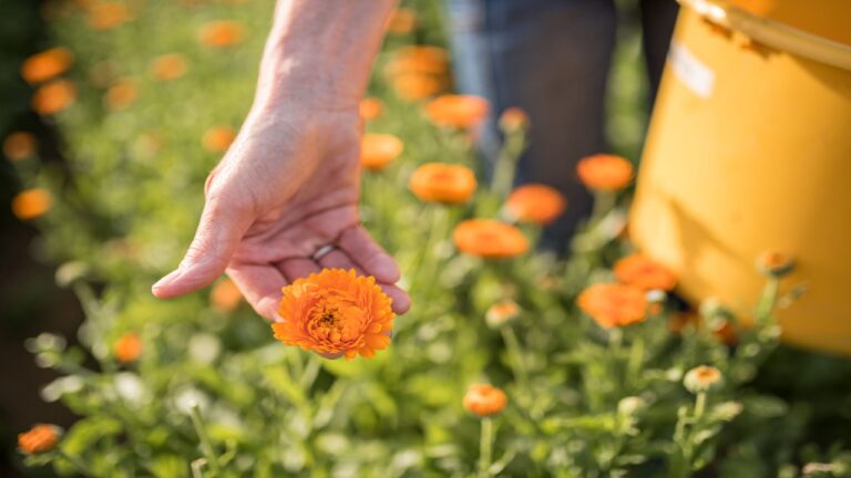 Mão colhendo flor de calêndula laranja em campo florido sob luz do sol