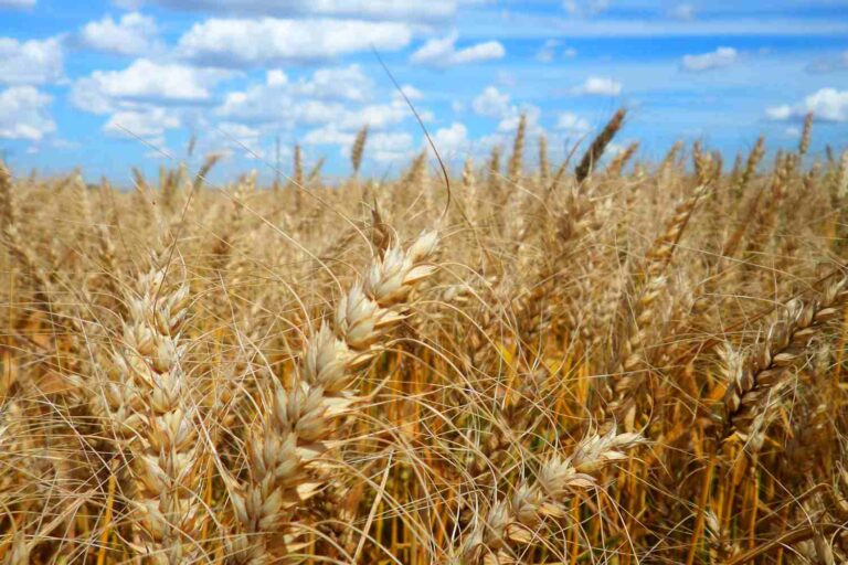 Campo de trigo maduro com espigas douradas ao vento sob céu azul com nuvens dispersas