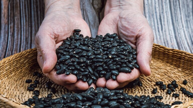 Mãos segurando grande quantidade de feijão preto sobre peneira de palha com grãos espalhados ao redor