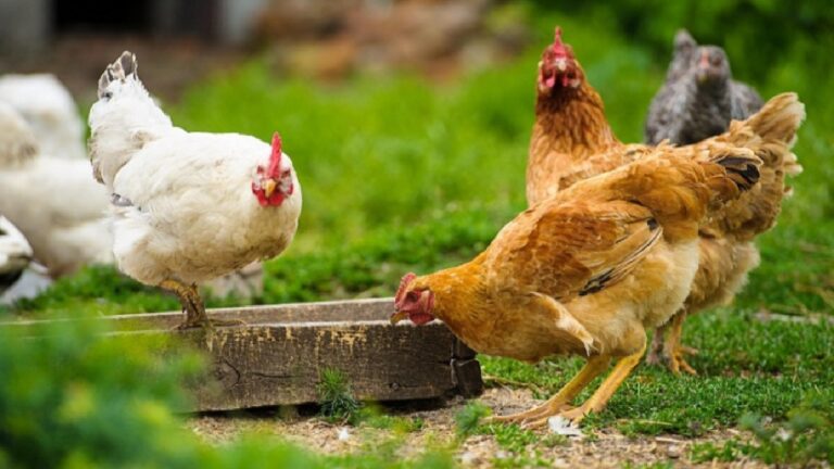 Galinhas bicando em um espaço com grama