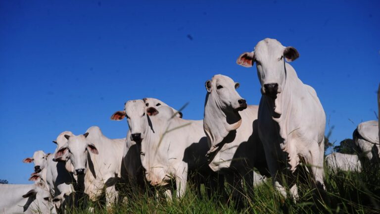 Rebanho de gado nelore branco reunido em pasto verde sob céu azul claro
