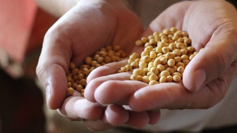 Mãos segurando grãos de soja colhidos em propriedade rural durante avaliação da safra