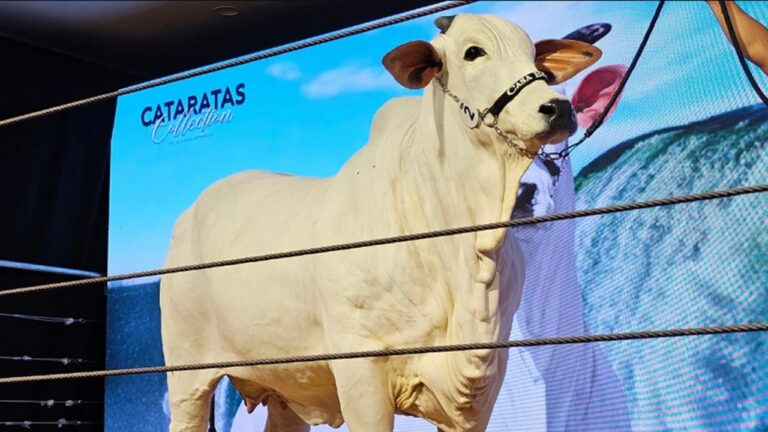 Vaca nelore branca em pista de exposição diante de telão com logo Cataratas Collection e tratador segurando o cabresto