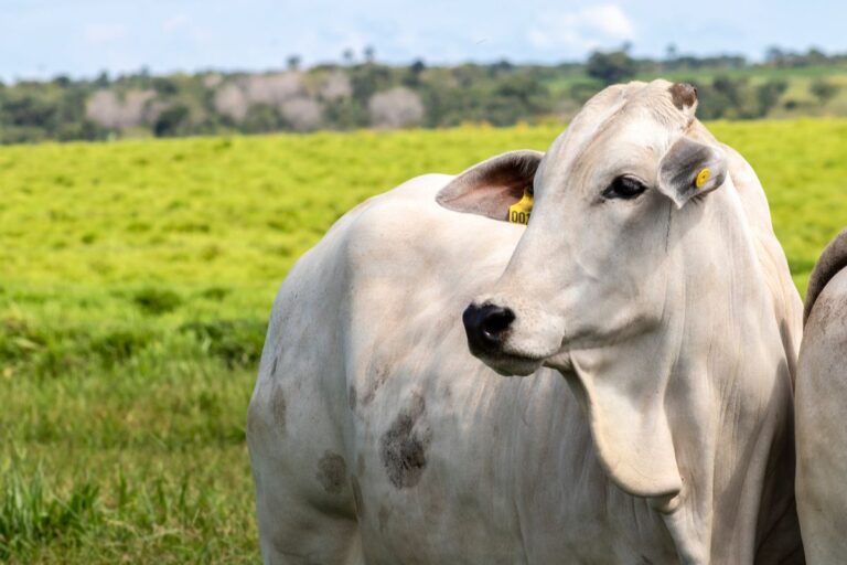 Boi branco da raça zebu em pastagem verde com identificação na orelha e vegetação rural ao fundo