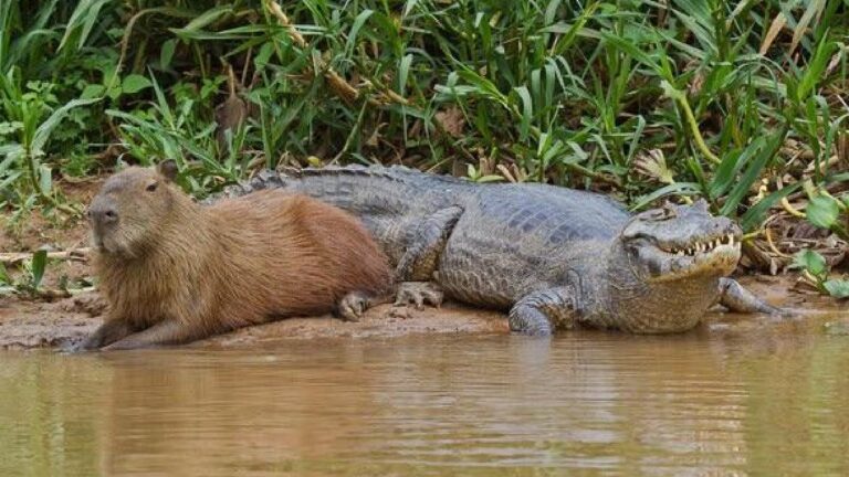 Capivara ao lado de jacaré descansando na margem de rio em área de vegetação nativa do Pantanal