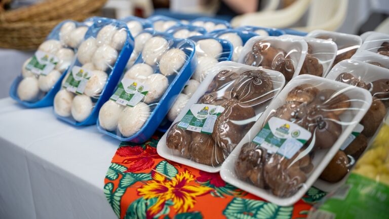 Bandejas de cogumelos champignon brancos e shiitake embalados para venda em feira de produtores rurais