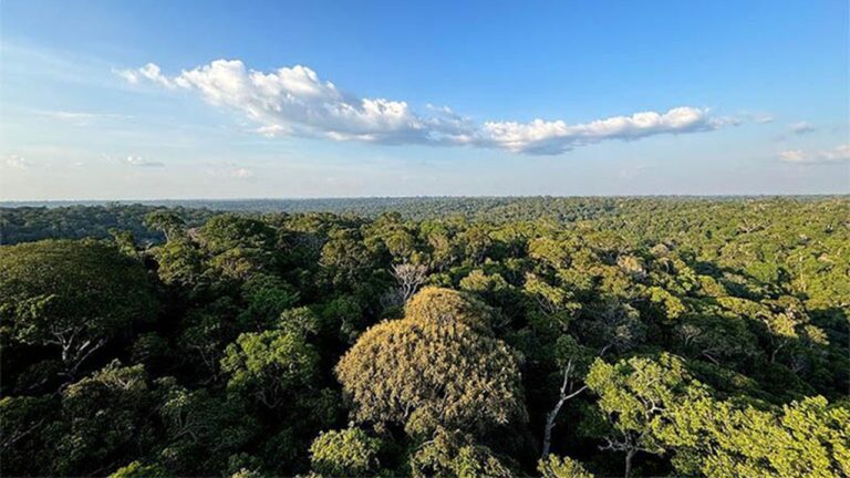 Vista aérea da copa de floresta densa com árvores verdes contínuas sob céu azul com nuvens dispersas