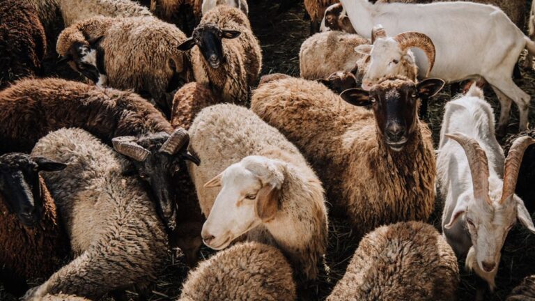Rebanho de ovelhas e cabras reunidas em curral durante manejo de criação de pequenos ruminantes na pecuária rural