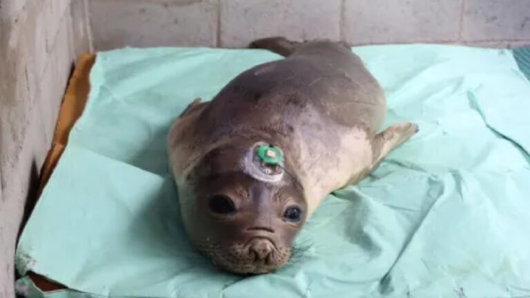 Filhote de foca deitado em maca com sensor fixado na cabeça durante atendimento em centro de reabilitação de animais marinhos