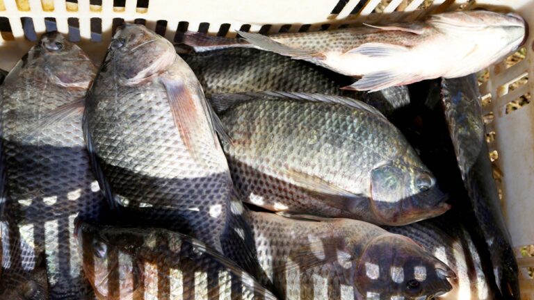Peixes inteiros recém-pescados acondicionados em caixa plástica durante atividade de pesca e comercialização de pescado