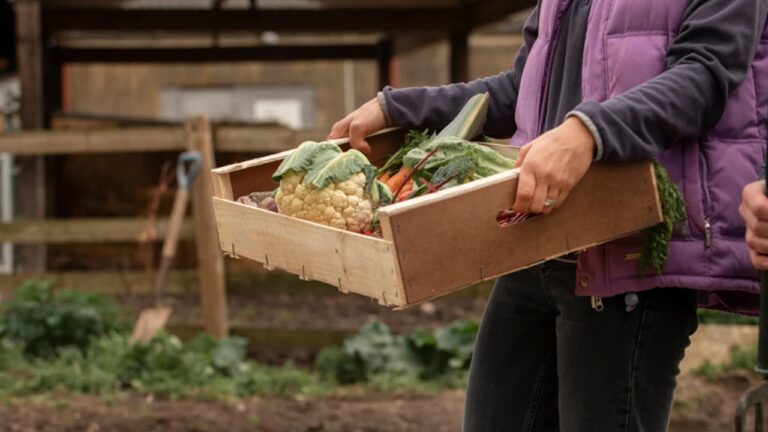 Pessoa carrega caixa de madeira com hortaliças colhidas em horta durante atividade de agricultura familiar