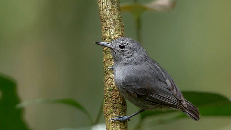 Pássaro de plumagem cinza pousado em galho em área de mata em imagem sobre biodiversidade e espécies da fauna brasileira