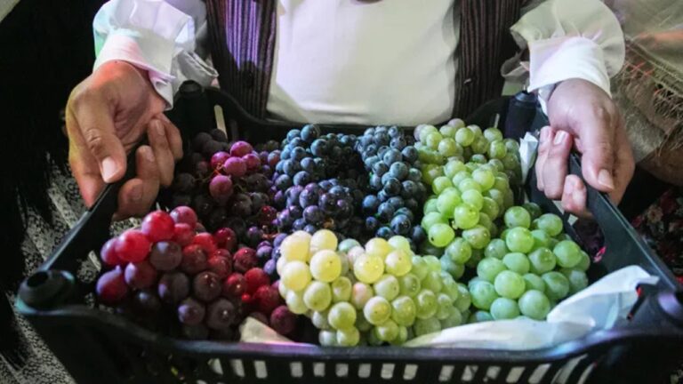 Pessoa segura cesta com uvas verdes, roxas e vermelhas recém-colhidas durante colheita de frutas em produção agrícola