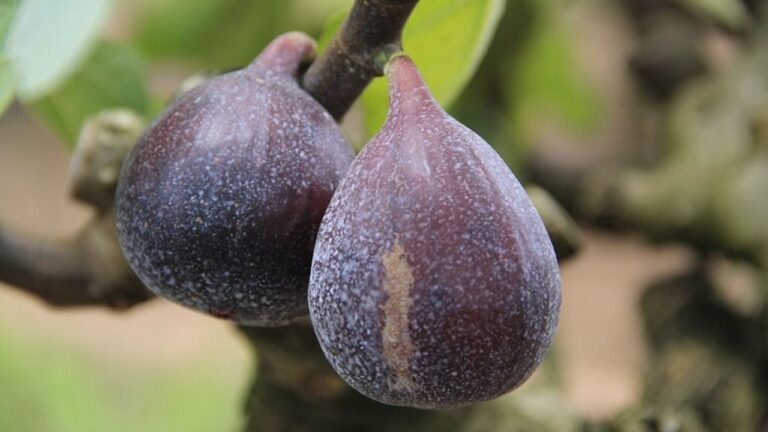 Dois figos roxos maduros presos ao galho de figueira em close durante cultivo de fruta fresca no campo