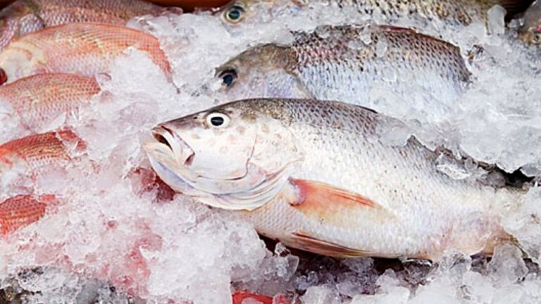 Peixes frescos expostos sobre gelo em banca de mercado para venda em matéria sobre preço do pescado