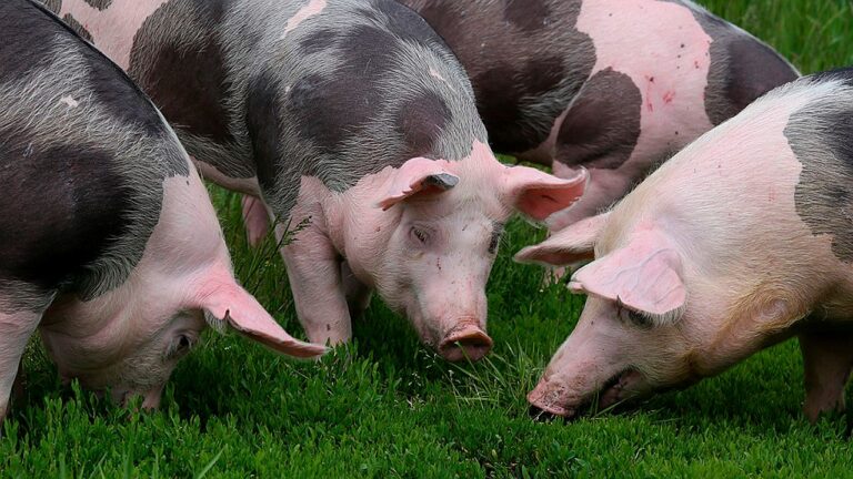 Porcos em criação ao ar livre se alimentam em área de pastagem em imagem sobre suinocultura e produção de carne suína