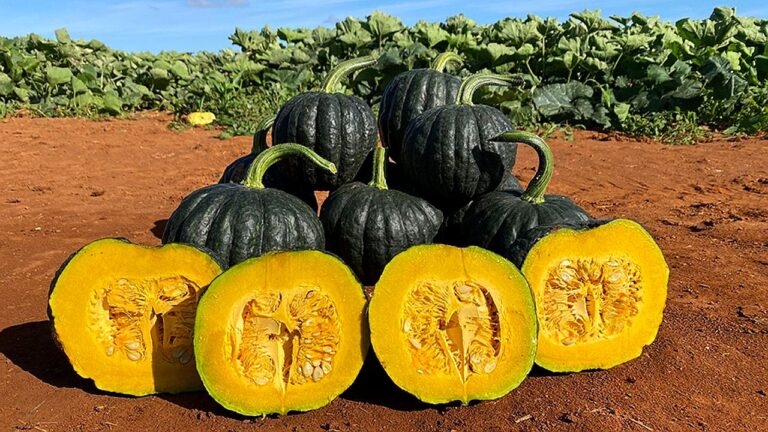 Abóboras cabotiá inteiras e cortadas exibidas em lavoura agrícola em imagem sobre produção e colheita de hortaliças no campo