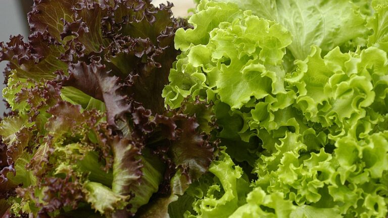 Folhas de alface verde e roxa frescas em imagem sobre produção e consumo de hortaliças no Brasil