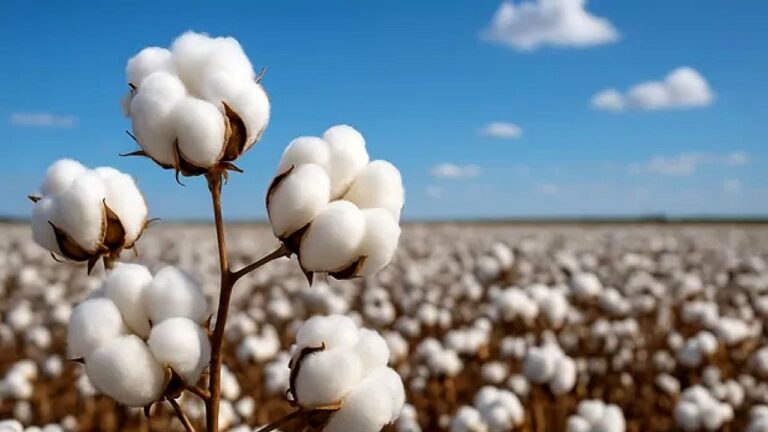 Algodão pronto para colheita em plantação agrícola em imagem sobre produção e safra do algodão no Brasil