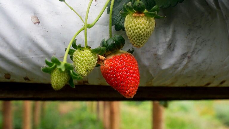 Morangos em diferentes estágios de maturação no pé em cultivo protegido em imagem sobre produção de frutas