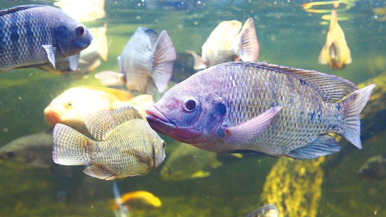 Tilápias nadam em viveiro de aquicultura em imagem sobre criação de peixes e produção de pescado no Brasil