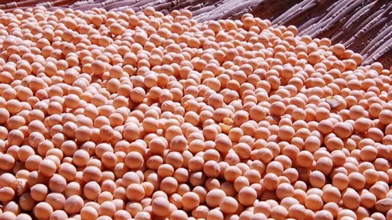 Grãos de soja armazenados a granel em imagem sobre produção e estoque da safra agrícola no Brasil