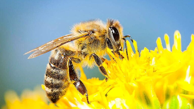 Abelha coleta néctar em flor amarela durante polinização essencial para produção agrícola e biodiversidade