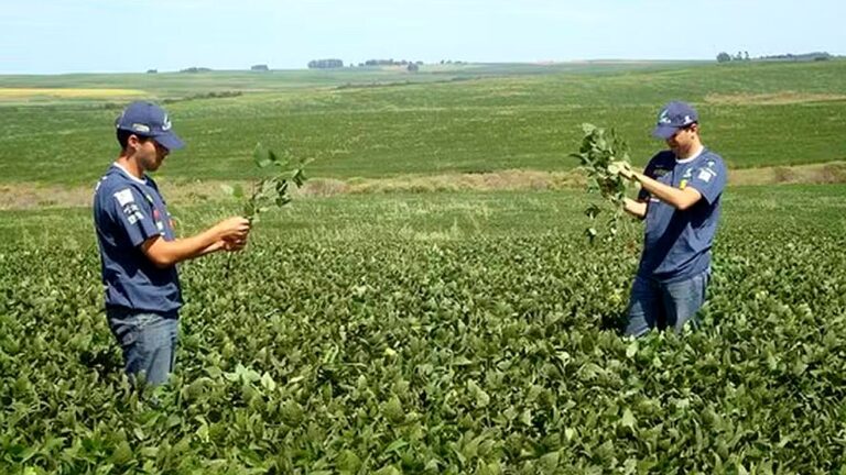 Dois trabalhadores analisam plantas de soja em lavoura durante monitoramento de cultivo agrícola no campo