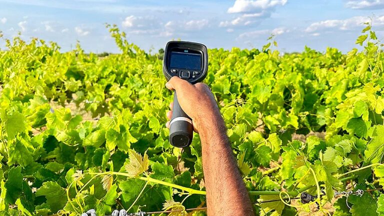 Pessoa usa medidor portátil em plantação de uva durante monitoramento agrícola em lavoura vitivinícola