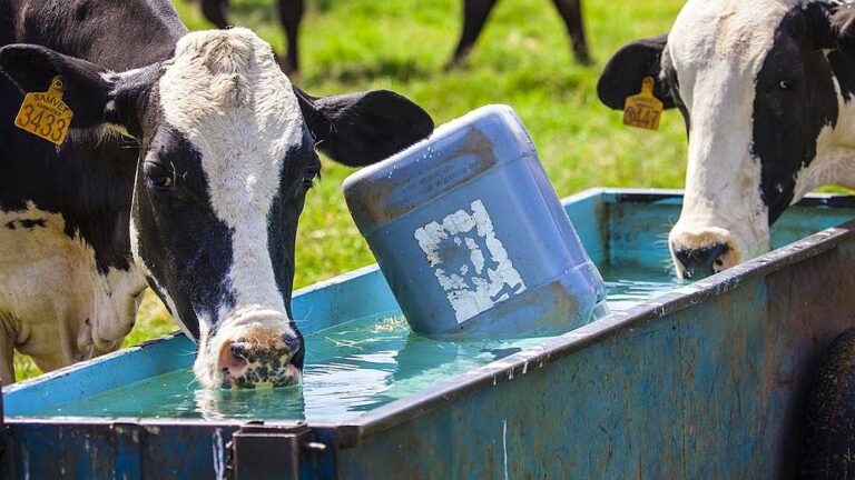 Vacas leiteiras bebem água em bebedouro no pasto durante manejo na pecuária leiteira