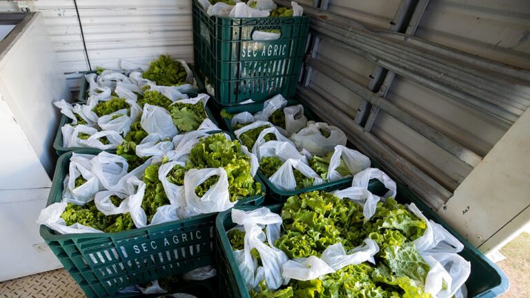 Caixas com pés de alface embalados em sacolas plásticas dentro de veículo durante transporte de hortaliças da agricultura familiar