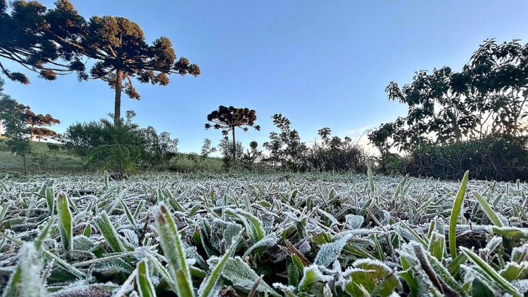 Geada cobre vegetação em campo com araucárias ao fundo durante amanhecer frio no sul do Brasil