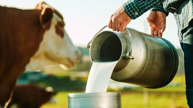 Pessoa despeja leite fresco em recipiente metálico ao lado de vaca em ambiente rural durante ordenha na pecuária leiteira