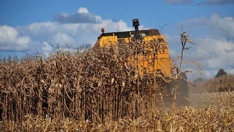 Colheitadeira colhe milho seco em lavoura com plantas secas e poeira durante a safra agrícola
