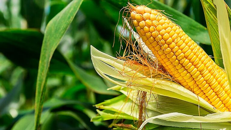 Espiga de milho amarelo na planta com palha aberta em lavoura durante fase de maturação no campo