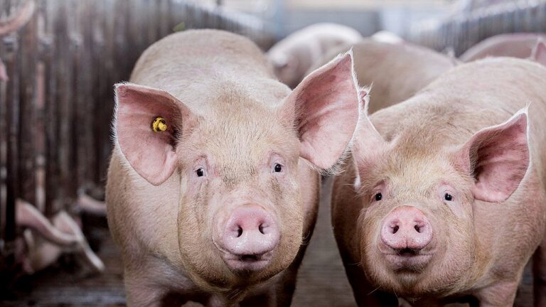 Porcos em granja confinados lado a lado com identificação na orelha em ambiente de criação intensiva