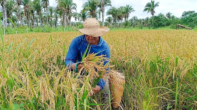 Trabalhador rural colhe arroz em plantação cercada por palmeiras em área agrícola no campo