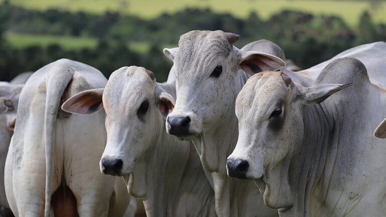 Gado zebu em pastagem durante criação bovina em área rural brasileira