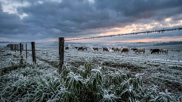 Geada cobre vegetação e pasto com gado em área rural durante onda de frio intenso