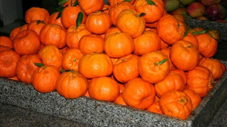 Montanha de tangerinas expostas para venda em feira ou mercado de frutas frescas
