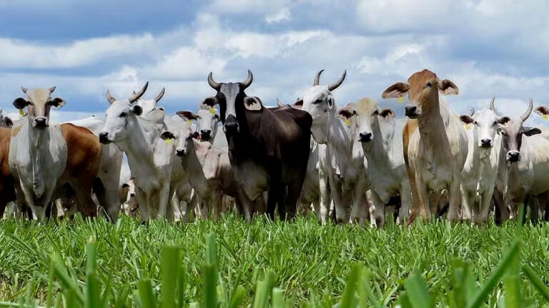 Rebanho de gado em pastagem usado na pecuária brasileira em debate sobre uso de antimicrobianos